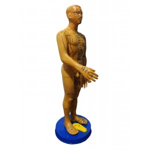 Akupunktur İnsan Modeli Tam Boy 50 CM Akupunktur İnsan Modeli Tam Boy 50 CM