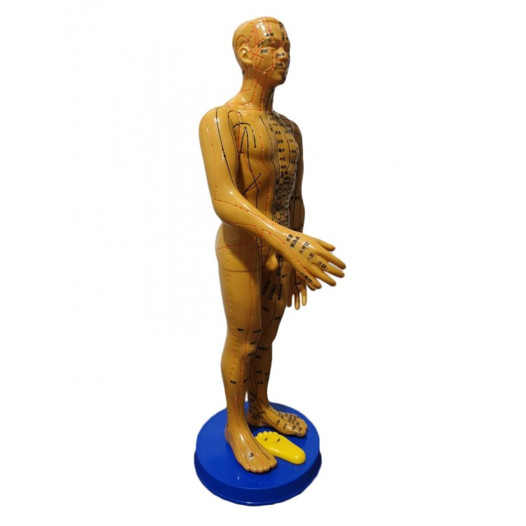 Akupunktur İnsan Modeli Tam Boy 50 CM