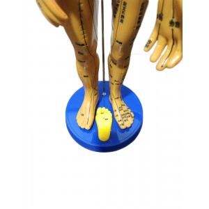 Akupunktur İnsan Modeli Tam Boy 50 CM Akupunktur İnsan Modeli Tam Boy 50 CM