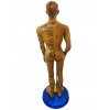 Akupunktur İnsan Modeli Tam Boy 50 CM